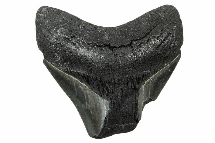 Bargain, , Fossil Megalodon Tooth - Georgia #338847